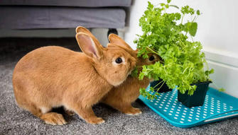 What Do Rabbits Eat? Everything a Pet Parent Should Know about Rabbit Food