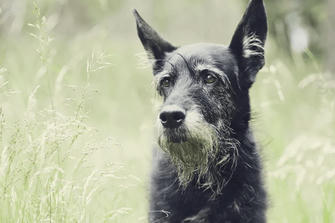 7 Longest living Dog Breeds with the Least Health Problems