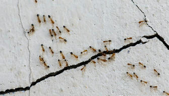 DIY Ant Prevention Tips: How to Keep Ants Out of Your Home and Yard