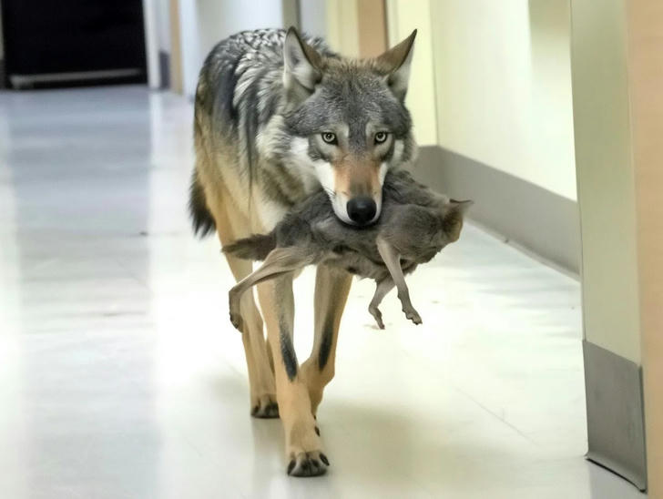 Wolf Invade the Hospital