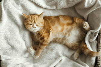 7 Cat Sleeping Positions and Their Meaning