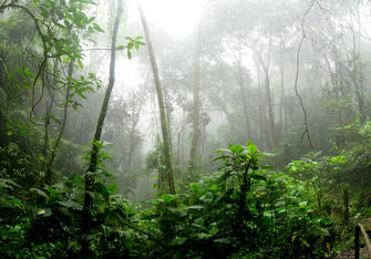 11 Amazing Facts About the Amazon Rainforest