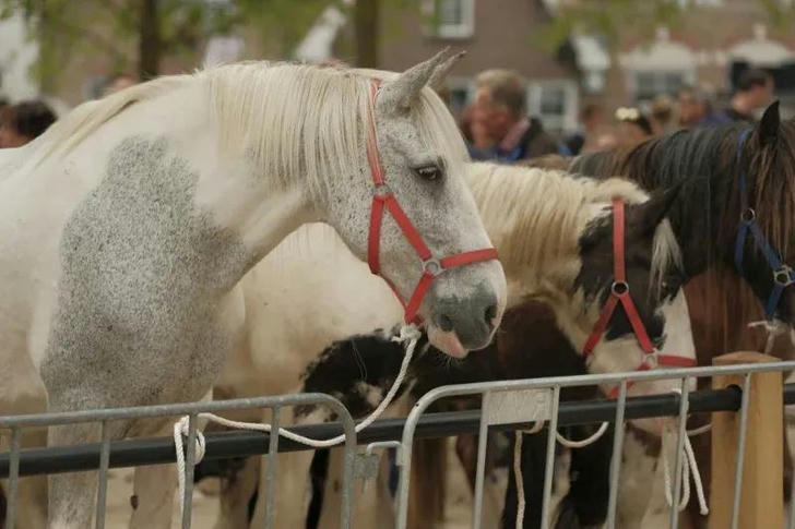 The Woman Who Thought She Bought A Horse – Until The Vet Took A Closer Look