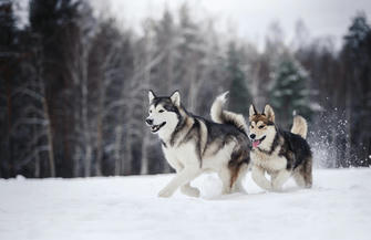 9 World’s Most Athletic Dog Breeds