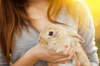 How to Pick Up a Rabbit Properly in 5 Steps